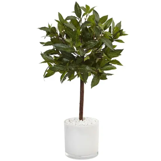 2ft. Bay Laurel Tree in White Glossy Cylinder Planter {1}