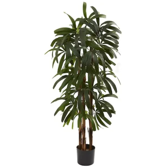 4ft. Potted Raphis Palm Tree {1}