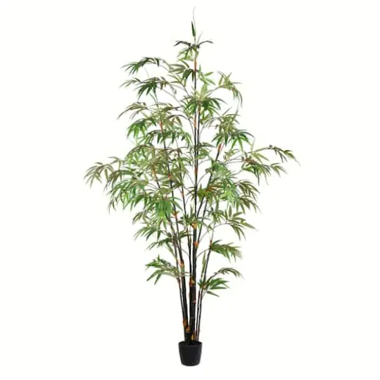 6ft. Potted Black Japanese Bamboo Tree {1}