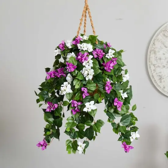2.5ft. Mixed Bougainvillea in Hanging Basket {5}