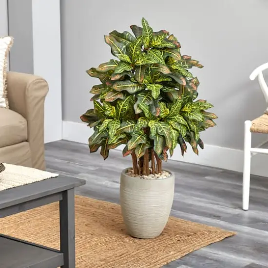 3.5ft. Croton in Sand Planter {3}