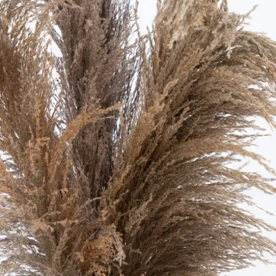 2.5ft. Dried Natural Pampas Arrangement in Ceramic Vase {7}