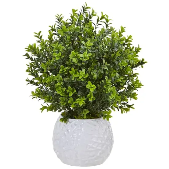17" Boxwood in White Vase {1}