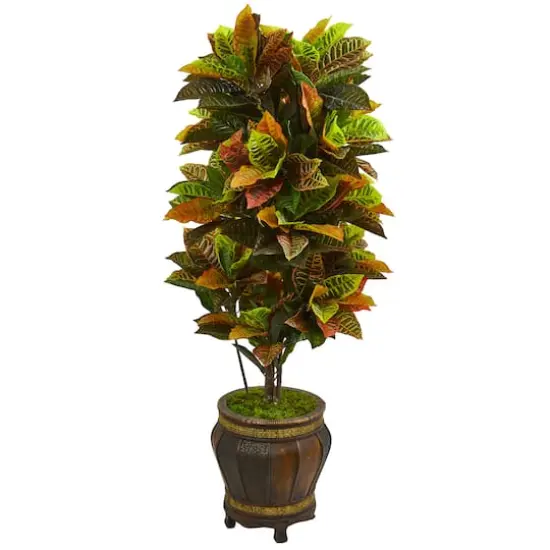 5.5ft. Croton Plant in Decorative Planter {1}