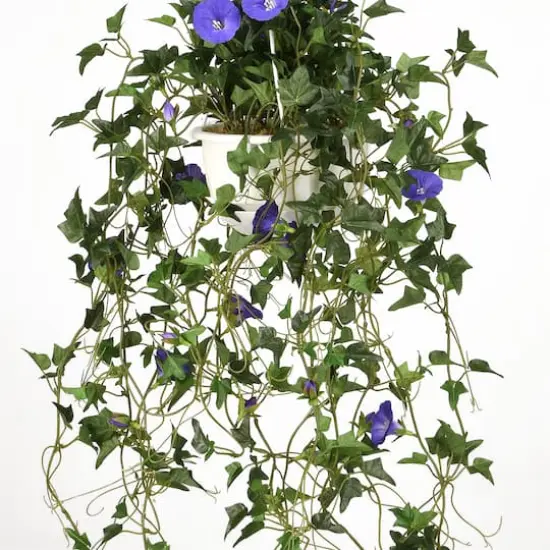 3.5ft. Purple Morning Glory Hanging Plant {5}