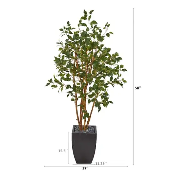 5ft. Ficus Tree in Black Planter {3}