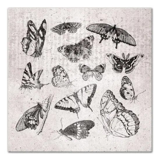 Grayscale Butterflies 24" x 24" Canvas Wall Art {1}