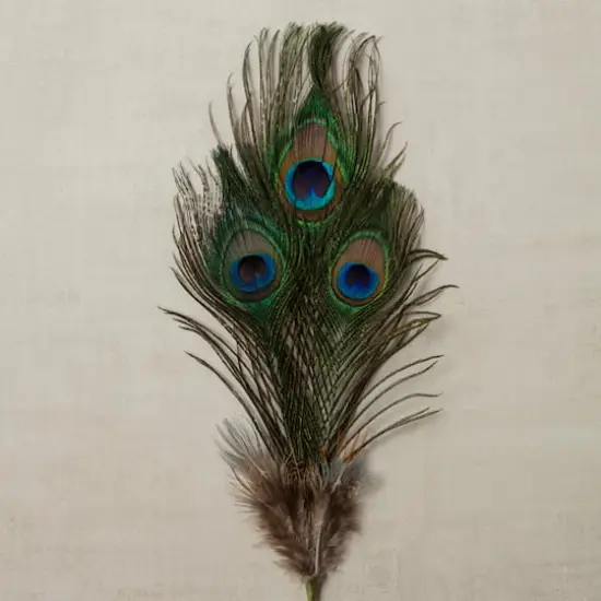 Peacock Feather Picks by Ashland&reg; {5}