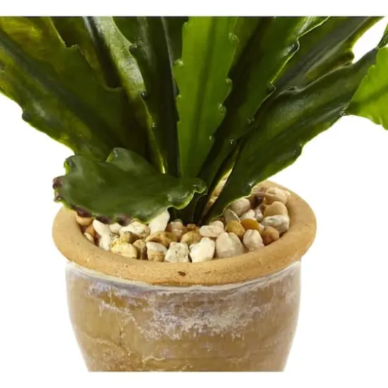 13" Cactus in Glazed Clay Pot  {4}