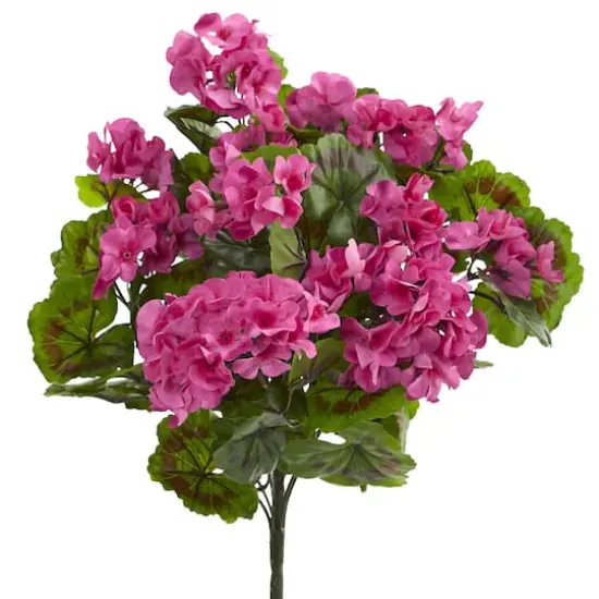 Pink & Green Geranium Bush, 3ct. {1}