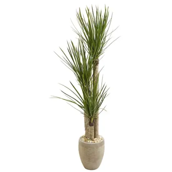 5ft. Yucca Tree In Sand Colored Planter {1}