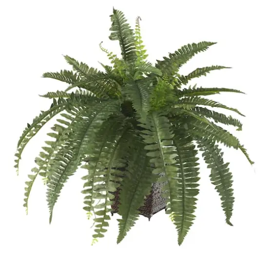 23" Boston Fern with Wicker Basket Planter {4}
