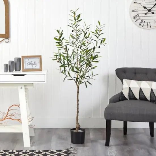 5ft. Potted Olive Tree {3}