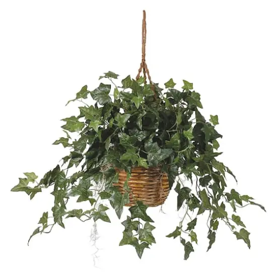 2ft. English Ivy Hanging Basket {1}