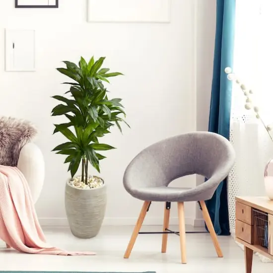 4ft. Dracaena Plant in Sand Colored Planter {5}