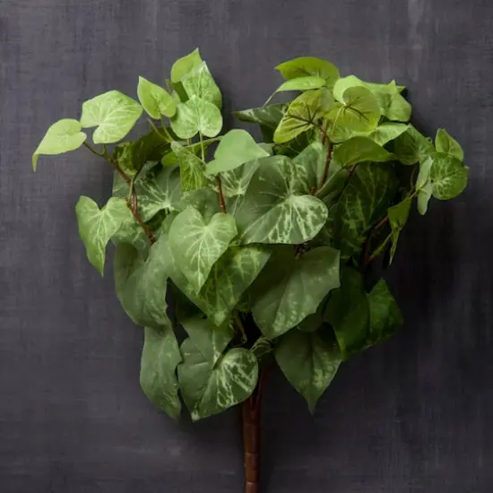 Potato Leaf Bush by Ashland&reg; {3}