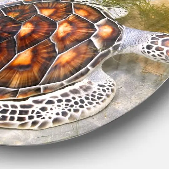 Designart - Sea Turtles in Nursery' Animal Circle Metal Wall Art {5}