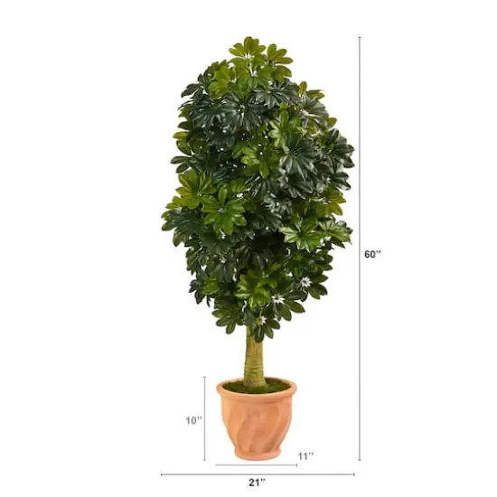 5ft. Umbrella Tree in Terra Cotta Planter {3}