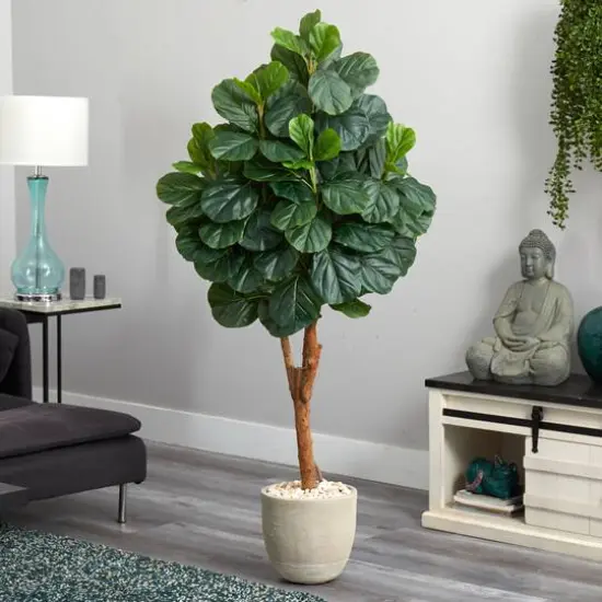 5.5ft. Fiddle Leaf Fig Tree in Sandstone Planter {4}