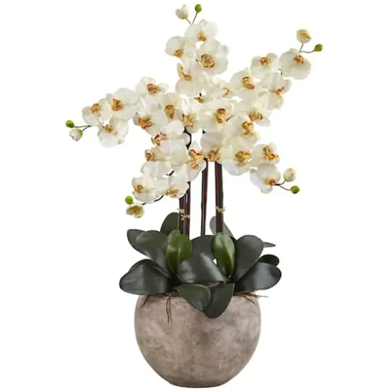 3ft. Moth Orchid Arrangement in Sand Colored Bowl Cream {1}