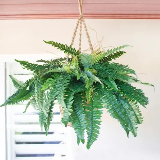 29" Boston Fern in Hanging Basket {4}