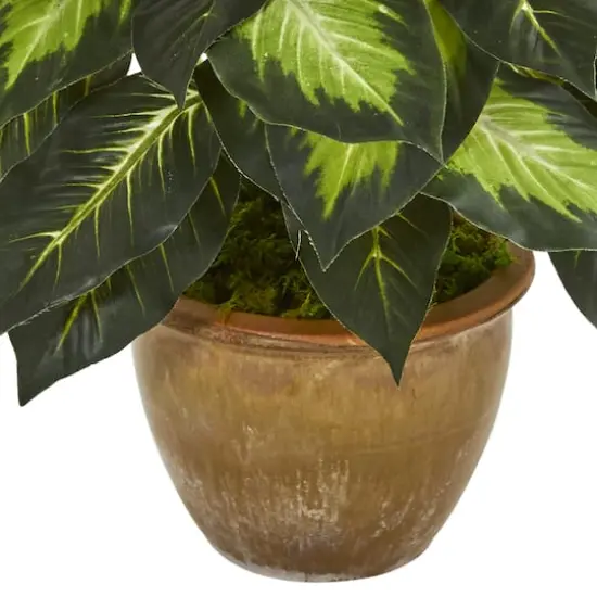 18" Dieffenbachia Tree In Ceramic Planter {4}