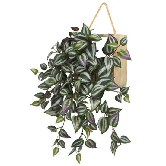 20" Wandering Jew Arrangement in Decorative Hanging Frame {3}