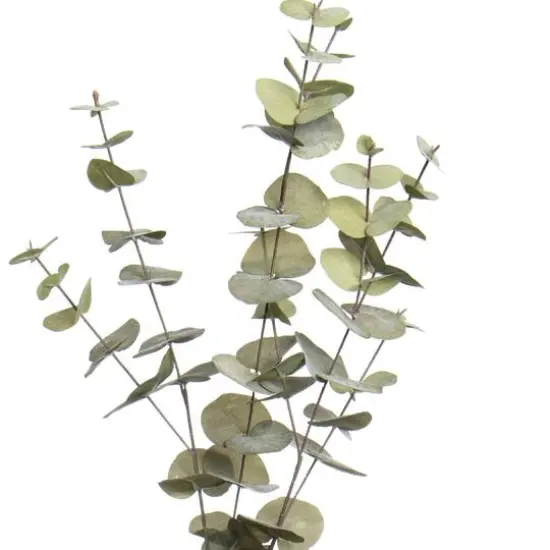 38" Light Green Eucalyptus Stem by Ashland&reg; {3}