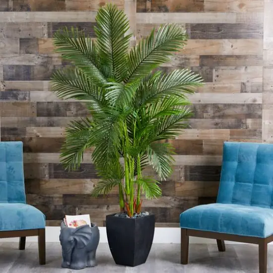 5.5ft. Areca Palm Tree in Black Planter {4}