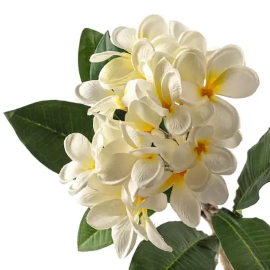 White Frangipani Stem by Ashland&reg; {4}