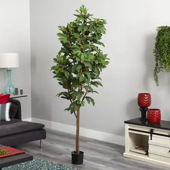 6.5ft. Potted Fig Tree {3}