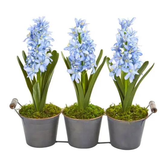 Blue Triple Potted Hyacinth Set {1}