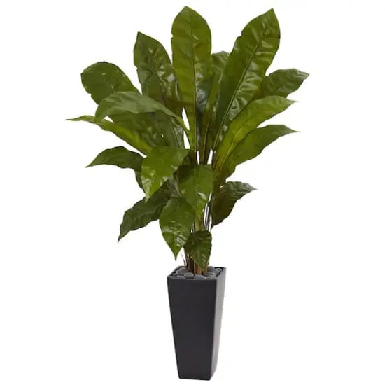 4.5ft. Birds Nest Fern in Black Tower Planter {1}