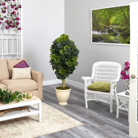 5ft. Schefflera Tree in Decorative Urn {5}