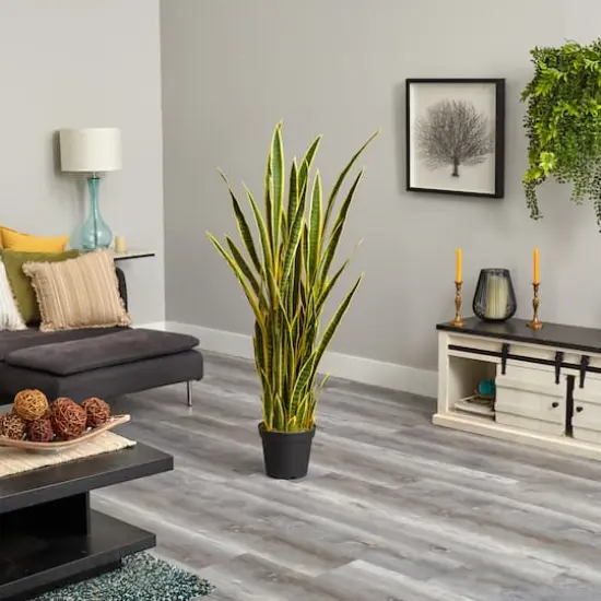 5ft. Potted Snake Plant {4}