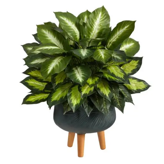 2ft. Golden Dumb Cane in Decorative Black Planter with Stand {1}