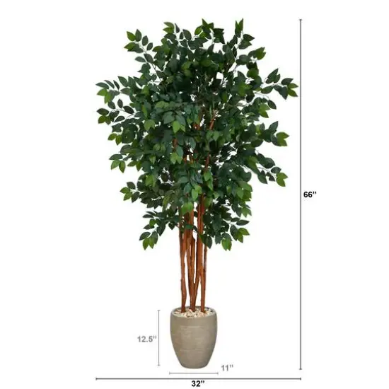 5.5ft. Sakaki Flowering Evergreen Tree in Sand Colored Planter {3}