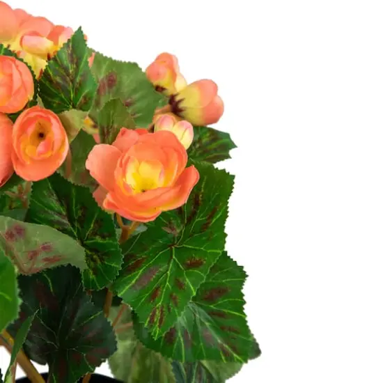 11" Coral Pink Potted Silk Begonia Floral Arrangement {5}