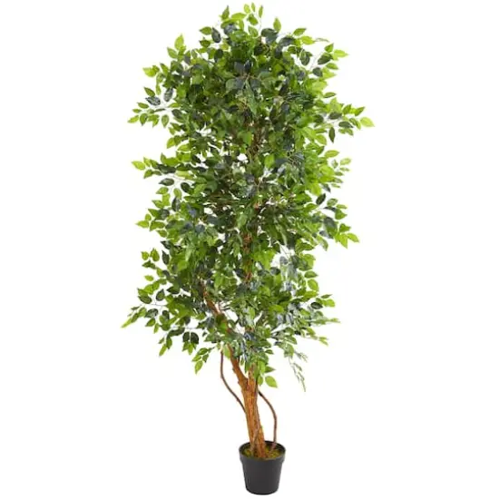 6ft. Potted Elegant Ficus Tree {1}