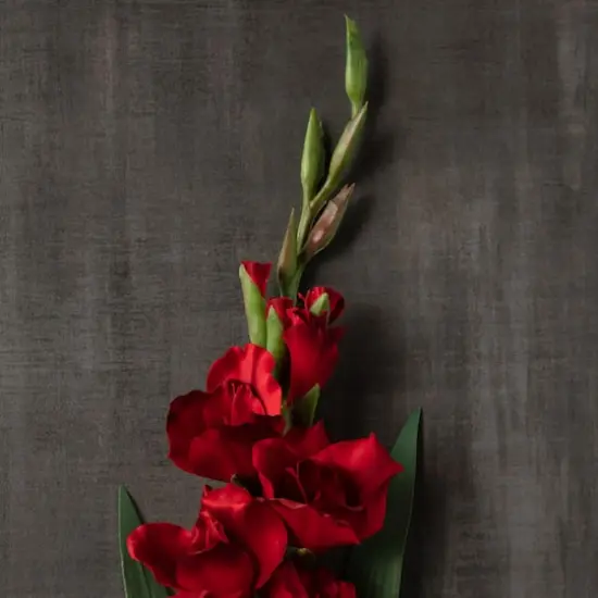 Gladiolus Stem by Ashland&reg; Dark Red {4}