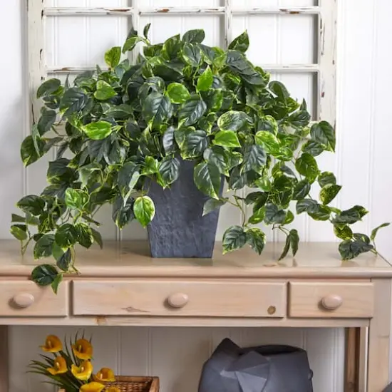 2.5ft. Hanging Pothos with Slate Planter {6}