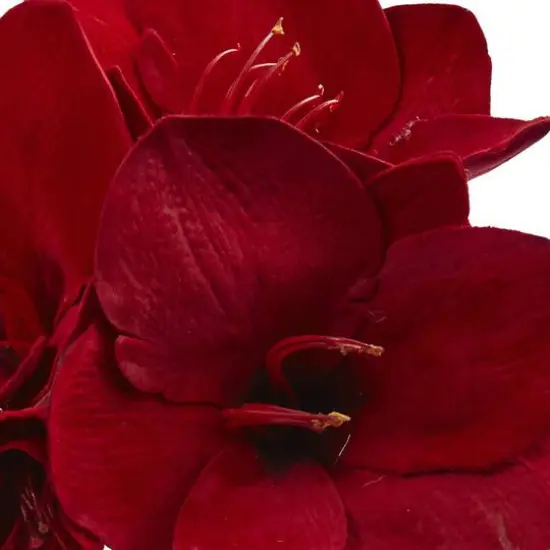 11" Amaryllis Arrangement in Glass Jar, 2ct. {5}