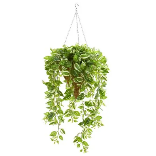 4ft. Purple Heart Evergreen Plant in Hanging Basket {1}