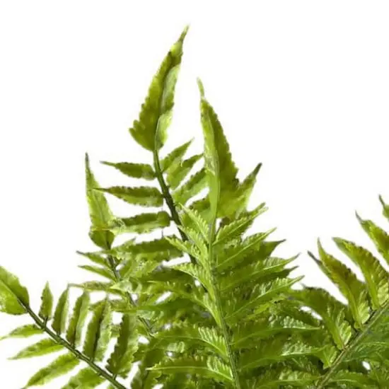 Boston Fern Bush by Ashland&reg; {3}