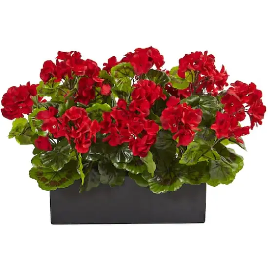 13" Red Geranium in Rectangular Planter {1}