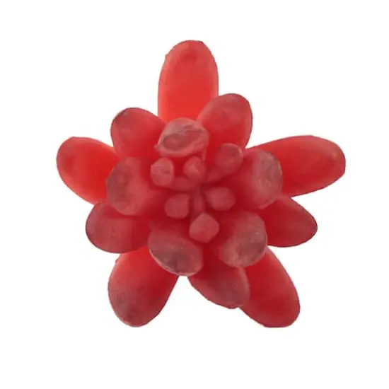 Flora Bunda&reg; Red Small Little Gem Succulent Pick, 12ct. {3}