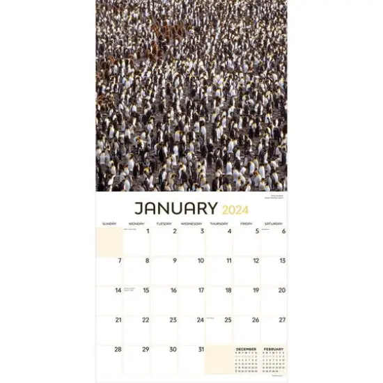 TF Publishing 2024 Animals in Motion Wall Calendar {4}