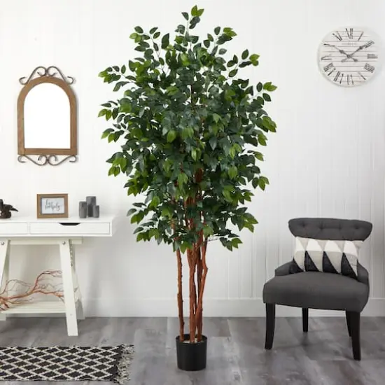 7ft. Potted Sakaki Silk Tree {3}