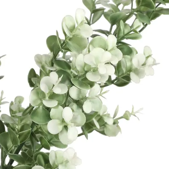 19" Cream Boxwood Bush by Ashland&reg; {3}