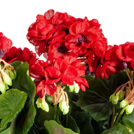 Red Geranium Bush {4}